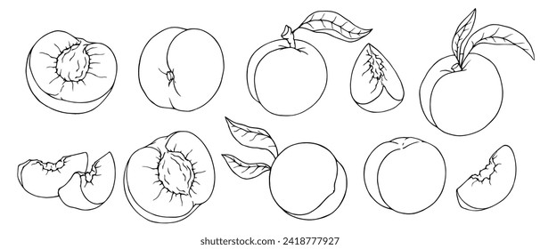 Set of linear sketches of peach and pieces of summer fruit.Vector graphics.