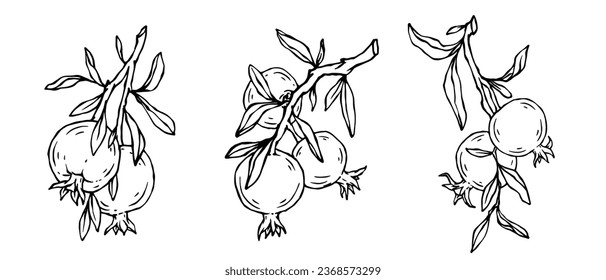 Set of linear sketches of pomegranate branches and fruits.Vector graphics.	
