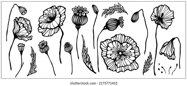 Set of linear sketches of poppy flowers,buttons,dried flowers.Vector graphics.