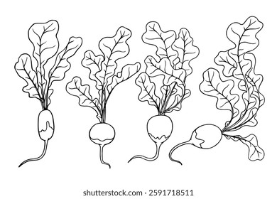 Set of linear sketches of radish root vegetables with foliage. Vector graphics.