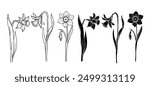 Set of linear sketches, silhouettes, stamps of spring flowers daffodils. Vector graphics.