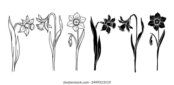 Set of linear sketches, silhouettes, stamps of spring flowers daffodils. Vector graphics.