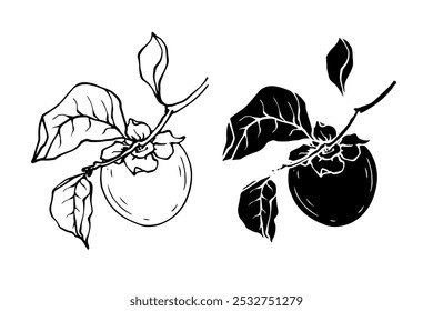 Set of linear sketches, silhouettes, stamps of persimmon fruits. Vector graphics.