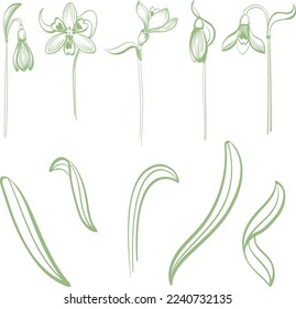 set of linear sketches of snowdrop flowers and leaves.First spring flowers in graphics.Vector illustration