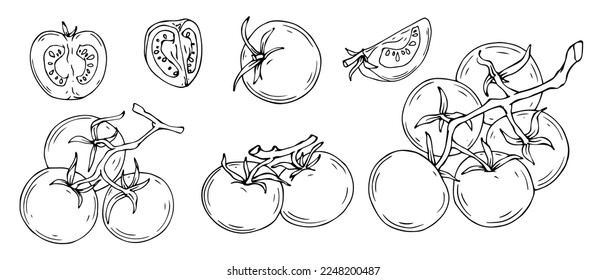 Set of linear sketches of tomatoes and vegetable slices. Vector graphics.