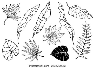 Set of linear sketches of tropical leaves.Vector graphics.
