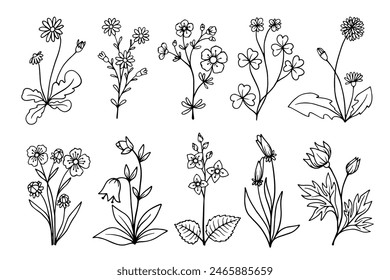 Set von linearen Skizzen von wilden Wiesenkräutern, Wildblumen, Heilpflanzen.Vektorgrafik Grafiken.