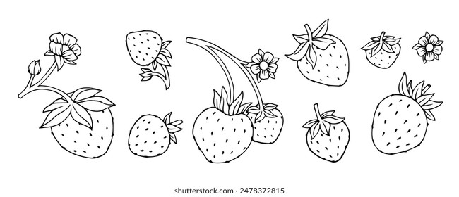 Set of linear sketches,doodles of summer berries and strawberry flowers.Vector graphics
