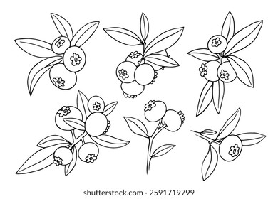 Set of linear sketches,outlines of forest seasonal berries blueberries.Vector graphics.