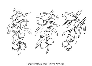 Set of linear sketches,outlines of forest seasonal berries blueberries.Vector graphics.