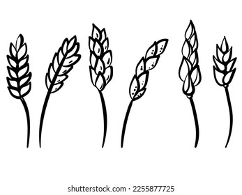 Set of linear spikelets, inflorescences of cereal plants in doodle style vector illustration