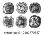 Set of linear tree stump prints isolated on white. Wooden silhouette. Wood texture with concentric rings. Black and white wooden annual rings textures. Wood in cross section. Tree ring pattern