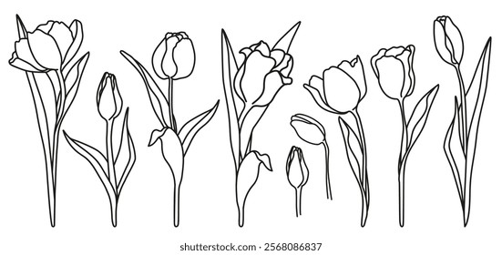 Set of linear tulips, flowers and buds with leaves. Monochrome vector illustration hand-drawn. Illustration for invitations, banners, postcards, design