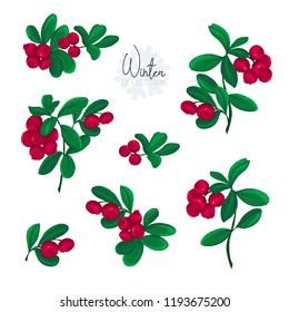 Set with lingonberries. Colored vector illustration. Isolated on white background.