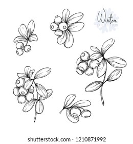 Set with lingonberries. Graphic drawing, engraving style. vector illustration.. Isolated on white background.