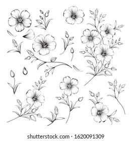 Set of linum flower elements. Collection of flax flowers on a white background. Vector illustration.