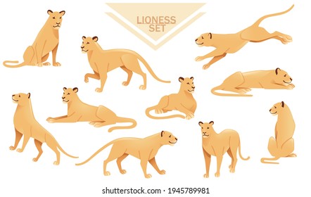 Set of lioness female lion animal cartoon design african savannah predator vector illustration on white background