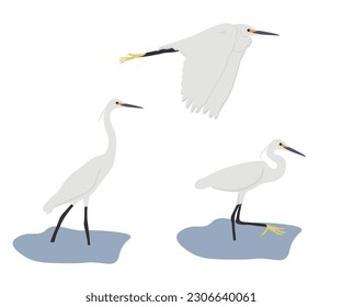 Set of  Little egret (Egretta garzetta). Small heron in the family Ardeidae isolated on white background. Bird standing and walking in the water and flying. Vector illustration.