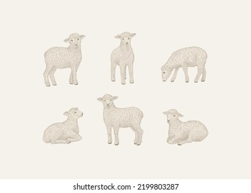 Set with little lambs. Vector vintage illustration.