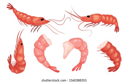 Set of live shrimp. Vector illustration on a white background.