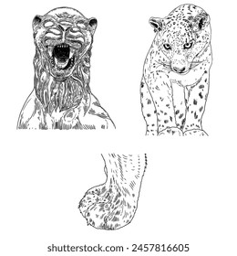 Conjunto de tigre vivo y leopardo en diferentes vistas rugiendo y gruñendo. Dibujo de vivo y hecho de hocico de piedra. Animales de Asia, símbolo del Año Nuevo lunar chino. Vector.