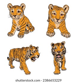 Set of live tigers cubs roaring and growling. Drawing of live and made of stone body and muzzles. Animals of Asia, Chinese lunar New Year symbol and zodiac. Vector.