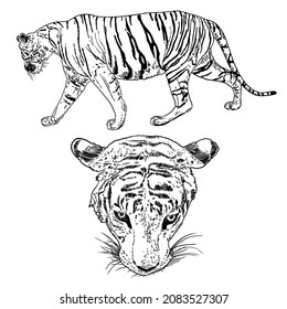 Set of live tigers roaring and growling. Drawing of live and made of stone body and muzzles. Animals of Asia, Chinese lunar New Year symbol and zodiac. Vector.