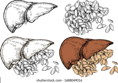 Conjunto de hígado con semillas de calabaza - ilustración extraída a mano por vectores