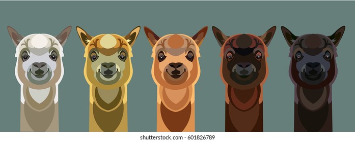 A set of llama alpaca different colors