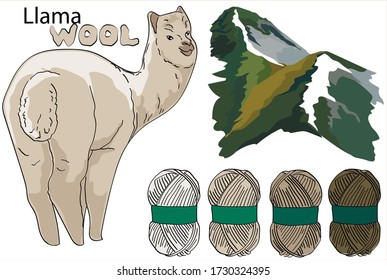 Set llama farm and llama's wool. Llama breeding. Set of vector sketches on white background. Merino lambs. Merino Wool