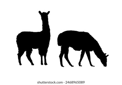 Set of llama silhouette, alpaca silhouette - vector illustration	