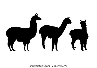 Set of llama silhouette, alpaca silhouette - vector illustration	