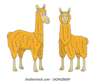 Set of Llamas. isolated on white background