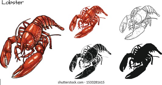 Set of lobster by hand drawing.Lobster vector silhouette on white background.Shrimp art highly detailed in line art style.Animal pictures for coloring.