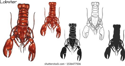 Set of lobster by hand drawing.Lobster vector silhouette on white background.Shrimp art highly detailed in line art style.Animal pictures for coloring.