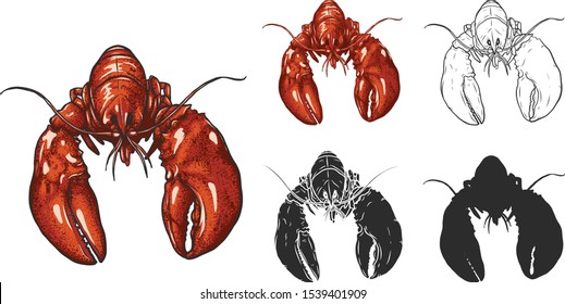 Set of lobster by hand drawing.Lobster vector silhouette on white background.Shrimp art highly detailed in line art style.Animal pictures for coloring.