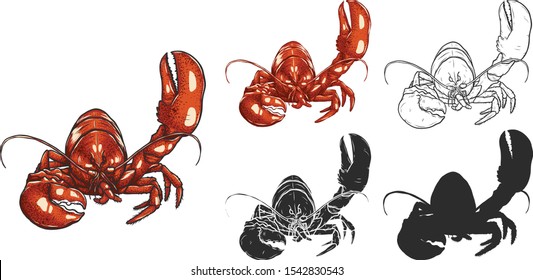 Set of lobster by hand drawing.Lobster vector silhouette on white background.Shrimp art highly detailed in line art style.Animal pictures for coloring.