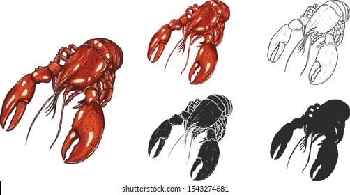 Set of lobster by hand drawing.Lobster vector silhouette on white background.Shrimp art highly detailed in line art style.Animal pictures for coloring.