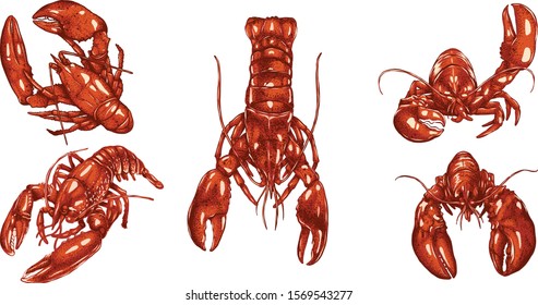 Set of lobster by hand drawing.Lobster vector silhouette on white background.Shrimp art highly detailed in line art style.Animal pictures for coloring.