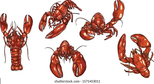 Set of lobster by hand drawing.Lobster vector silhouette on white background.Shrimp art highly detailed in line art style.Animal pictures for coloring.