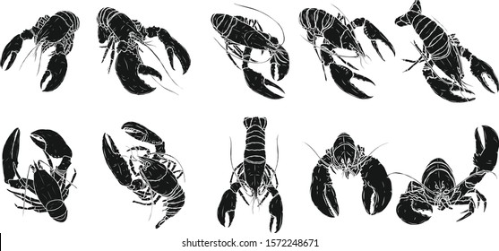 Set of lobster by hand drawing.Lobster vector silhouette on white background.Shrimp art highly detailed in line art style.Animal pictures for coloring.