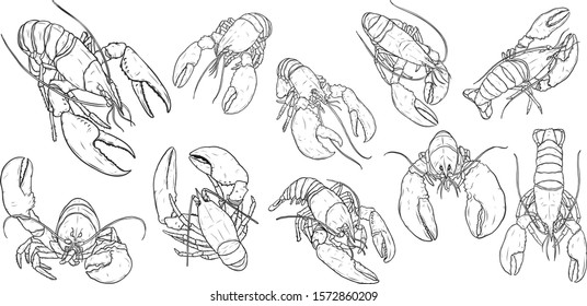 Set of lobster by hand drawing.Lobster vector silhouette on white background.Shrimp art highly detailed in line art style.Animal pictures for coloring.