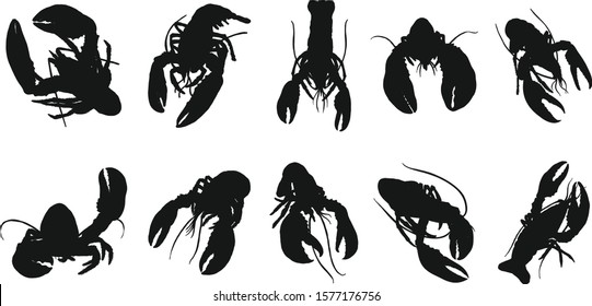 Set of lobster by hand drawing.Lobster vector silhouette on white background.Shrimp art highly detailed in line art style.Animal pictures for coloring.