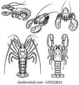 Set of lobster illustrations isolated on white background. Design elements for poster, menu. Vector illustration