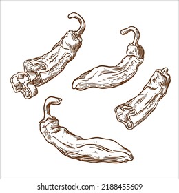 set of long sweet pepper, paprika,  drawing, sketch, illustration, engraving, vector on white background, vintage art, hand drawn