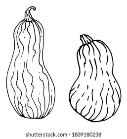 a set of long walnut pumpkin or zucchini drawn ink vector illustrations isolated on a white background.a long Doodle style vegetable with a pattern in the ID of lines and dots for labels backgrounds a