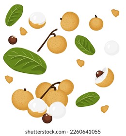 Set of longan fruit with leaf isolated on white background, Vector illustration.