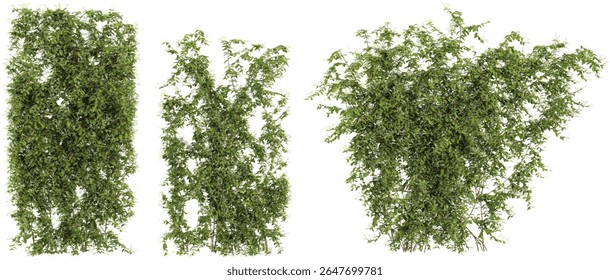 Set of Lonicera creeper plants isolated on transparent background