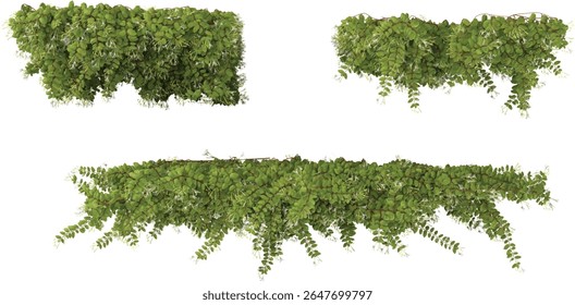 Set of Lonicera creeper plants isolated on transparent background from the top view