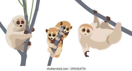 Set of loris on tree branches. Cute lorises vector illustration collection.